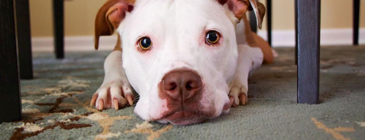 pit bull